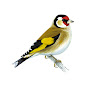 Goldfinch_GuitarBackingTracks