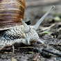 Short Tailed Snails