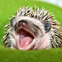 Hedgehawk67